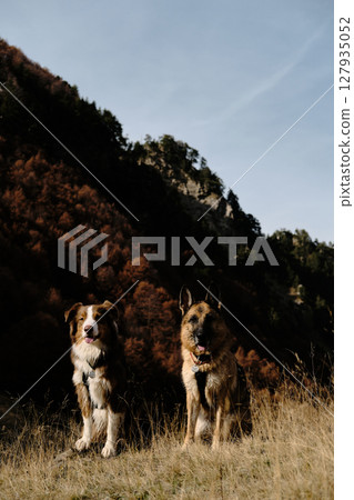 Two dogs - German and Australian Shepherd side by side in dry autumn grass with forested mountain slopes behind, Prokletije National Park in Montenegro country. Hiking with pets concept Two dogs - German and Australian Shepherd side by side in dry autumn grass with forested mountain slopes behind, Prokletije National Park in Montenegro country. Hiking with pets concept 127935052