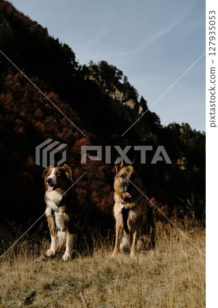 Two dogs - German and Australian Shepherd side by side in dry autumn grass with forested mountain slopes behind, Prokletije National Park in Montenegro country. Hiking with pets concept Two dogs - German and Australian Shepherd side by side in dry autumn grass with forested mountain slopes behind, Prokletije National Park in Montenegro country. Hiking with pets concept 127935053