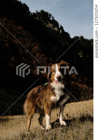 Brown Australian Shepherd standing in dry mountain grass with forested hills behind, posing during an autumn hike in Montenegro Prokletije National Park. Red tricolor Aussie travel in mountains Brown Australian Shepherd standing in dry mountain grass with forested hills behind, posing during an autumn hike in Montenegro Prokletije National Park. Red tricolor Aussie travel in mountains 127935054