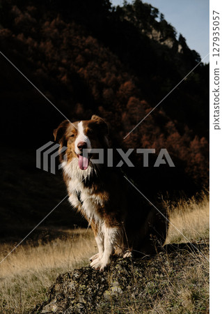 A fluffy brown Australian Shepherd sits proudly on a rock in the golden grass of autumnal Prokletije National Park, Montenegro. Red tricolor Aussie travel in mountains A fluffy brown Australian Shepherd sits proudly on a rock in the golden grass of autumnal Prokletije National Park, Montenegro. Red tricolor Aussie travel in mountains 127935057