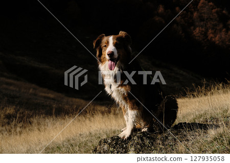 A fluffy brown Australian Shepherd sits proudly on a rock in the golden grass of autumnal Prokletije National Park, Montenegro. Red tricolor Aussie travel in mountains 127935058