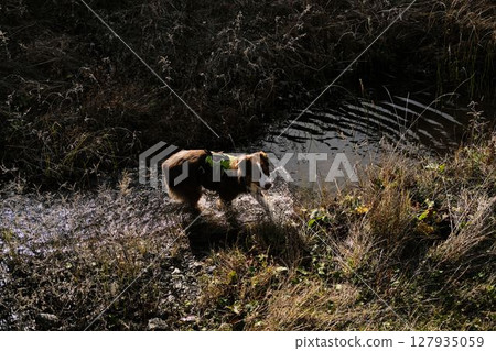 Australian Shepherd crosses a mountain stream in the autumn wilderness of Prokletije National Park, Montenegro. Dog play in small mountain river, view from above 127935059