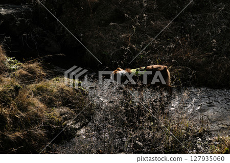 Australian Shepherd crosses a mountain stream in the autumn wilderness of Prokletije National Park, Montenegro. Dog play in small mountain river, view from above 127935060