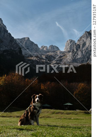 Australian shepherd dog sitting on green grass in Prokletije National Park with rocky mountains and autumn forest in the background. Hiking with pet concept 127935197