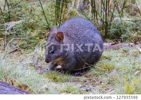 A Pademelon in Tasmania Australia 127935598