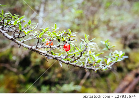 Ancient Myrtle Beech Forest in Tasmania, Australiast 127935674