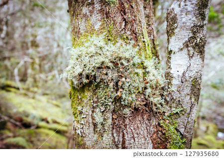Ancient Myrtle Beech Forest in Tasmania, Australiast Ancient Myrtle Beech Forest in Tasmania, Australiast 127935680