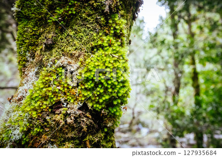Ancient Myrtle Beech Forest in Tasmania, Australiast Ancient Myrtle Beech Forest in Tasmania, Australiast 127935684