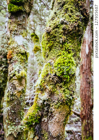 Ancient Myrtle Beech Forest in Tasmania, Australiast 127935687