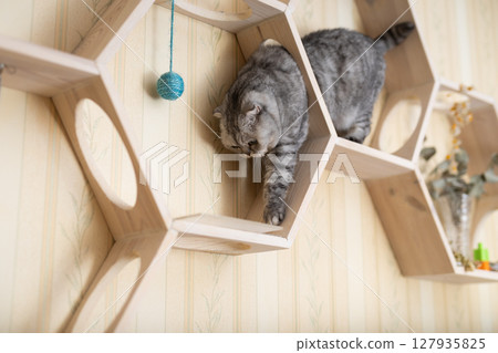 Inquisitive young gray scottish fold cat sitting on wall mounted wooden shelf, watching around curiously Inquisitive young gray scottish fold cat sitting on wall mounted wooden shelf, watching around curiously 127935825