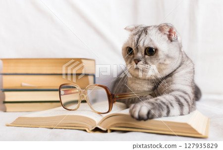 Stack of books, glasses and Scottish cat 127935829
