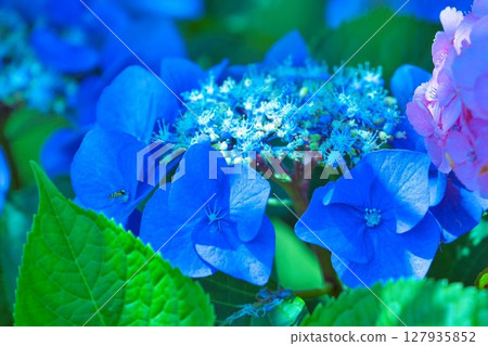 繡球花在雨季盛開 127935852