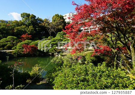 秋日的相樂園，神戶市的紅葉日本花園 127935887