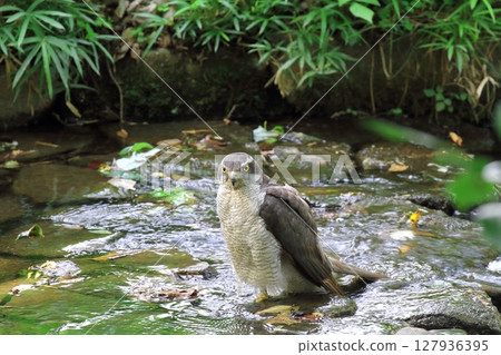 Northern Goshawk (male) Northern Goshawk (male) 127936395