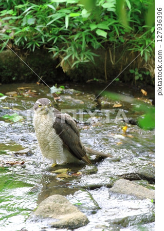 Northern Goshawk (male) Northern Goshawk (male) 127936396