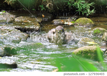 大坂蝙蝠 大坂蝙蝠 127936403