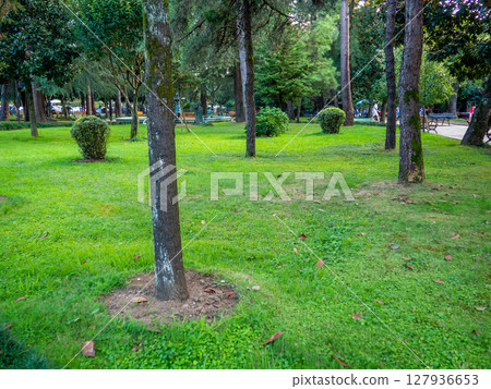 Bushes in the park. Well-groomed park area. Quiet place in the city. Bushes in the park. Well-groomed park area. Quiet place in the city. 127936653