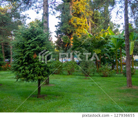 Bushes in the park. Well-groomed park area. Quiet place in the city. 127936655