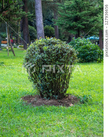 Bushes in the park. Well-groomed park area. Quiet place in the city. Bushes in the park. Well-groomed park area. Quiet place in the city. 127936656