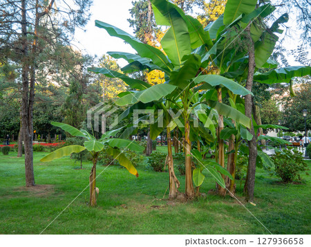 Bushes in the park. Well-groomed park area. Quiet place in the city. Bushes in the park. Well-groomed park area. Quiet place in the city. 127936658