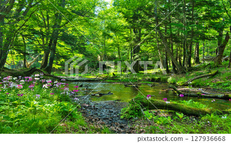 In Nikko City, Tochigi Prefecture, primula japonica in full bloom at Senjugahama Beach in Oku-Nikko In Nikko City, Tochigi Prefecture, primula japonica in full bloom at Senjugahama Beach in Oku-Nikko 127936668