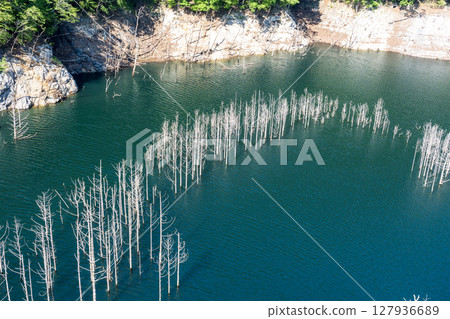 Submerged forest in Yunishigawa, Oku-Nikko in early summer Submerged forest in Yunishigawa, Oku-Nikko in early summer 127936689