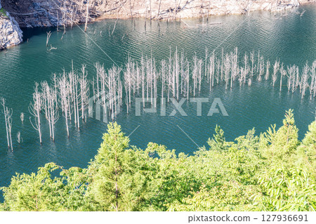 Submerged forest in Yunishigawa, Oku-Nikko in early summer Submerged forest in Yunishigawa, Oku-Nikko in early summer 127936691