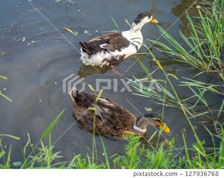 Ducks in the water close-up. The ducks swam into the grass. Park area. Ducks in the water close-up. The ducks swam into the grass. Park area. 127936768