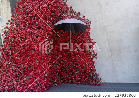 Black umbrella decoration under the rose wall Black umbrella decoration under the rose wall 127936866