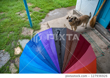Top view colorful rainbow umbrella on house porch with senior short-leg dog looking into camera Top view colorful rainbow umbrella on house porch with senior short-leg dog looking into camera 127936926