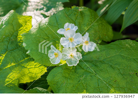 秋田駒岳登山道的向日葵盛開 127936947