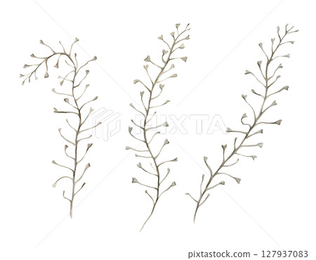 Capsella bursa-pastoris plants branches in ochre, brown and green, wild, meadow herbs, dried flowers. Watercolor botanical illustration, hand drawn. Set of elements isolated from the background. Capsella bursa-pastoris plants branches in ochre, brown and green, wild, meadow herbs, dried flowers. Watercolor botanical illustration, hand drawn. Set of elements isolated from the background. 127937083