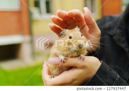 A lively pet squirrel sits comfortably on its owner's lap, surrounded by the lush greenery of a sunny garden. 127937447