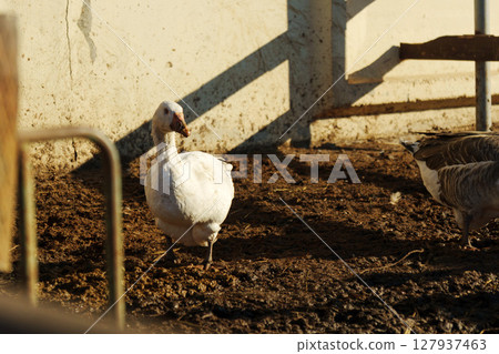 Ducks and geese foraging in the warm afternoon sun at a serene farmyard setting 127937463