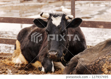 Cows resting peacefully in a rural farm during the chilly afternoon in early spring with muddy surroundings 127937495