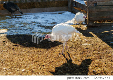A white turkey is seen foraging on the ground near a barn. The setting is peaceful with sunlight 127937534
