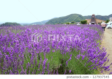 薰衣草花 薰衣草花 127937545