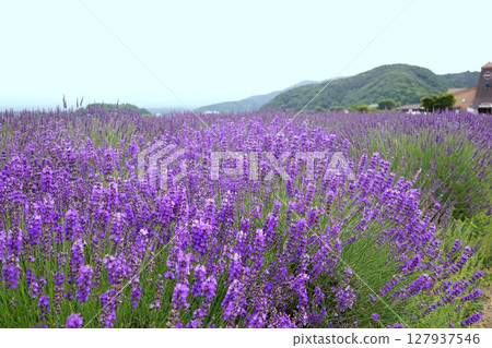 薰衣草花 127937546