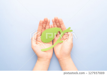 Hands holding gallbladder organ anatomy made from paper on blue background. Awareness of gallbladder diseases include gallstones, cholecystitis and gallbladder cancer. 127937889