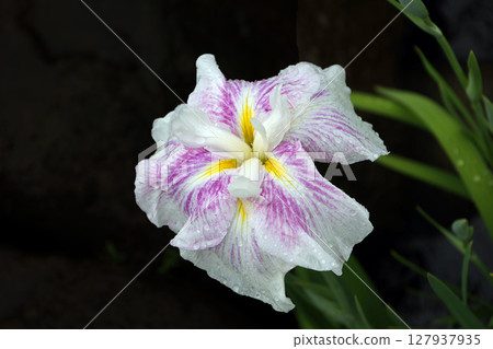 Iris Iris 127937935