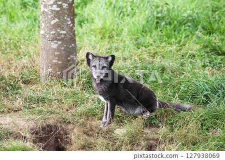 animal, wildlife, snow 127938069
