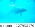 Swimming dolphins 127938170