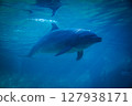 Swimming dolphins 127938171