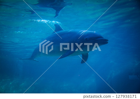 Swimming dolphins Swimming dolphins 127938171