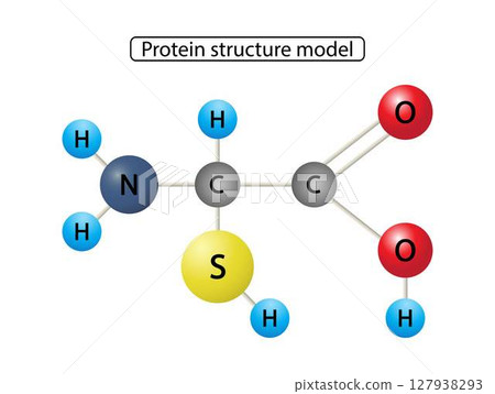 illustration of chemistry, Protein structure model, Amino acids - main structural chemical formulas, Amino acids structure vector illustration. Serine molecule diagram 127938293