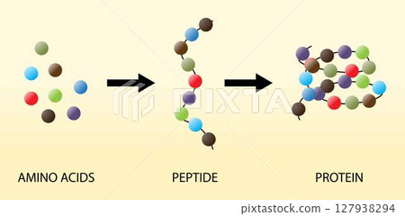 illustration of chemistry, Scientific Designing of Biochemical Structure of Amino acids, Peptides And Proteins Molecular Model, Scientific biological model DNA and RNA transcription and translation 127938294