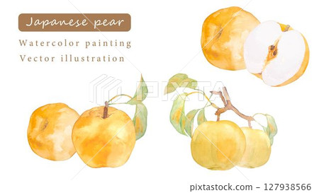 日本梨的水彩畫向量插圖 127938566