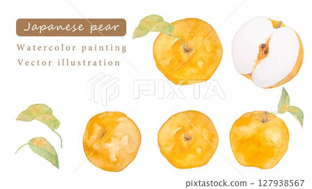 Vector illustration of Japanese pear painted in watercolor 127938567