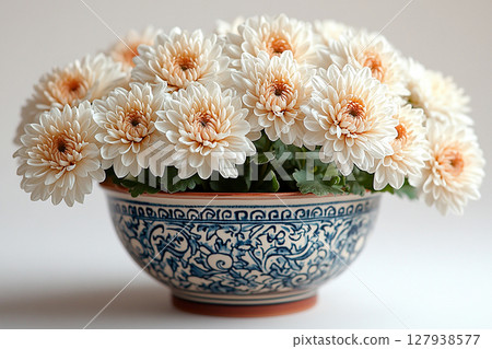 Green bush standing at door of house. Chrysanthemums plant with white flowers on a white background. Small potted plant. Green bush standing at door of house. Chrysanthemums plant with white flowers on a white background. Small potted plant. 127938577