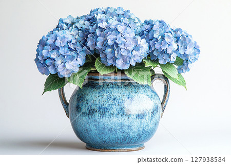 Big Hydrangea bush in rustic pot with fleshy leaves and pink flowers on a white background. 127938584